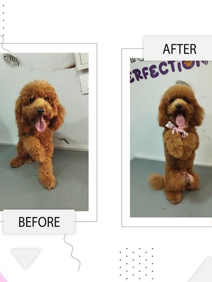 From scruffy to fluffy. This poodle's transformation shows off a beautiful, even coat and a happy, playful stance.