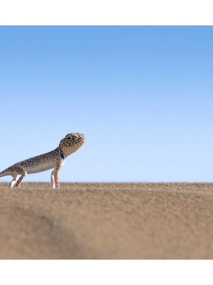 Desert Soul: Jaisalmer & Beyond photo 7
