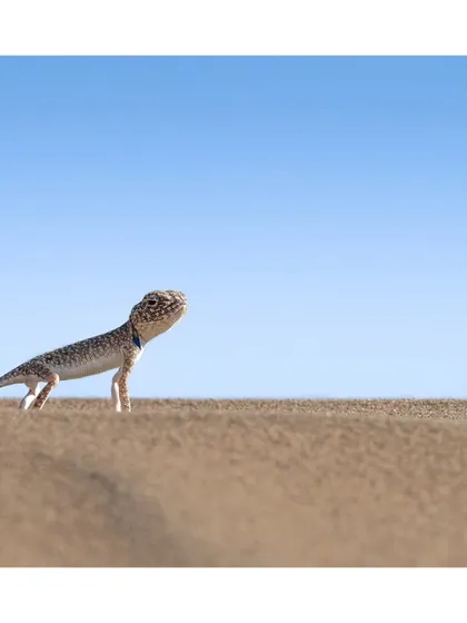 The toad-headed agama is a master of camouflage, blending perfectly into its desert world. I spotted this little marvel basking in the sun, a testament to the incredible details of nature.