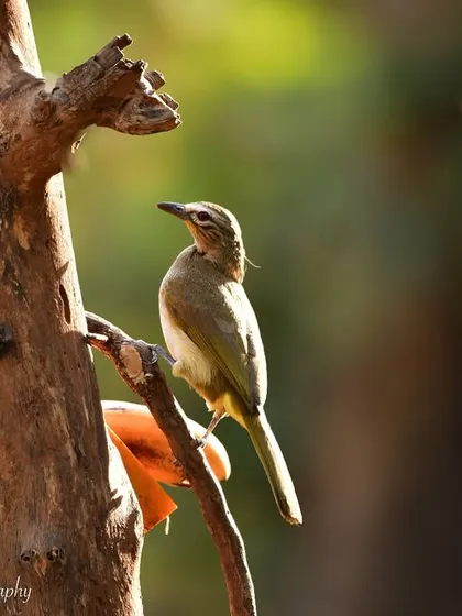 A White-browed Bulbul enjoying the morning light at Karnala Bird Sanctuary. The soft backlighting creates a beautiful rim light effect.