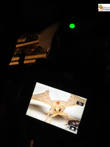 Capturing a macro shot of a beautiful moth that visited our screen. Our nature photography walks are not just for the daytime; there is a whole other world to photograph after sunset.