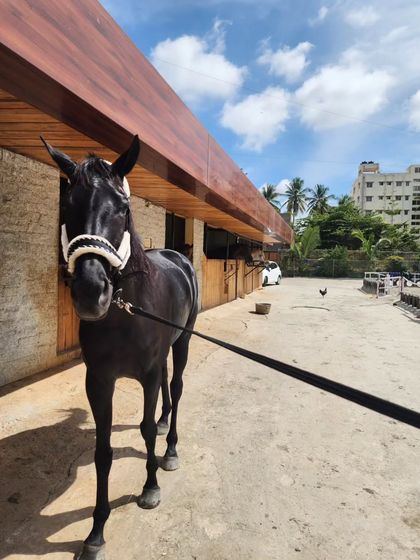 A striking portrait of our black horse against the blue sky. He's a favorite among visitors and our team alike.