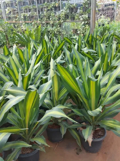 A collection of Dracaena 'Song of India' plants with their distinctive yellow and green striped leaves. They are hardy and adaptable, making them great for homes and offices.