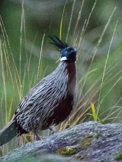 A Koklass Pheasant stands proudly on a rock amidst tall grasses. Its unique crest and patterned plumage help it blend perfectly into the Himalayan forests.