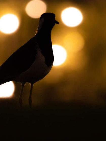 I spotted this Red Wattled Lapwing in a park at night and used the distant city lights to create a beautiful bokeh background. By silhouetting the bird against the warm glow, I was able to capture a moody, urban wildlife scene.