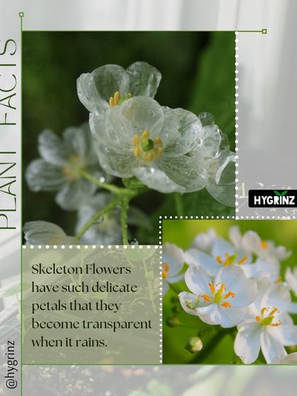 Hygrinz - Plant Sales & Gardening Supplies Gardening Tips & Plant Facts photo 21