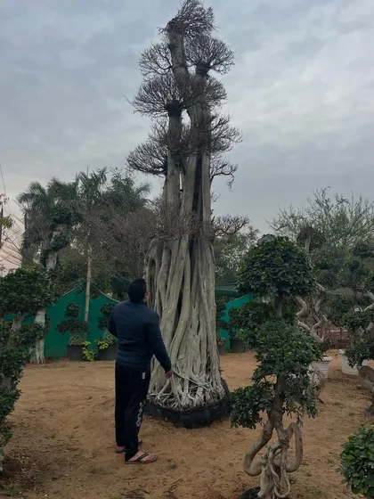 Here I am with a very tall, old bonsai tree during its dormant season. This shows the incredible scale and structure of the trees we can source for our clients.