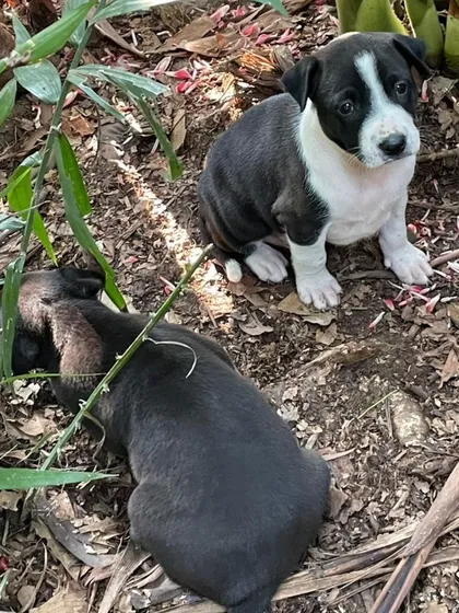 One black-and-white puppy sits up while its sibling rests. They are currently living outdoors and need safe homes.