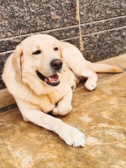 A calm Labrador enjoying a quiet moment.