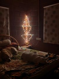 Dog Boarding & Daycare