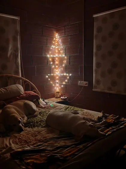 My home is their home. After a day of play, your dogs can crash wherever they feel most comfortable, even on the bed. This cozy, home-style boarding environment ensures they feel safe and loved, never like they're in a kennel.