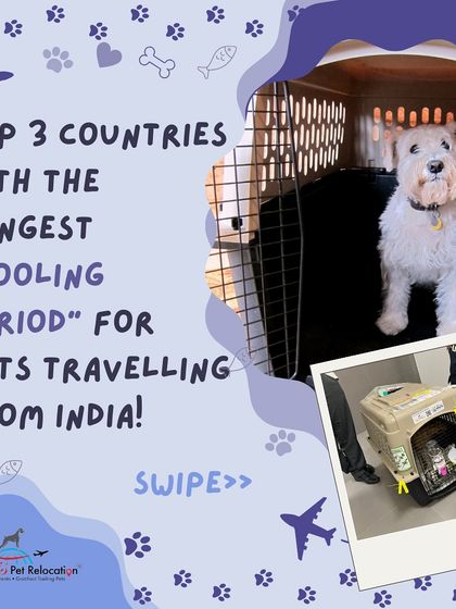 Anvis - Pet Relocation Preparing for Travel: Health, Safety & Documentation photo 11