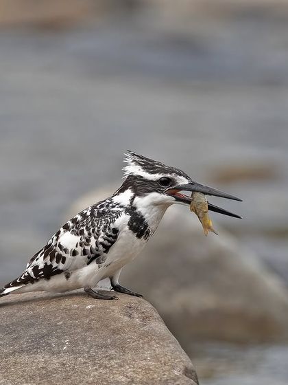 A Pied Kingfisher with a successful catch. These black and white birds are expert fishers, and capturing them with prey is a rewarding challenge.