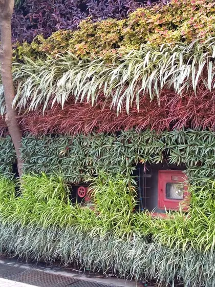 An outdoor green wall can be a vibrant tapestry of color. This installation uses plants with red, purple, and varied green foliage to create distinct color bands, while cleverly integrating essential building features like fire hose cabinets.