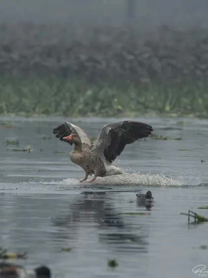 A Greylag Goose making a splash landing in the Surajpur Wetlands on a foggy morning.