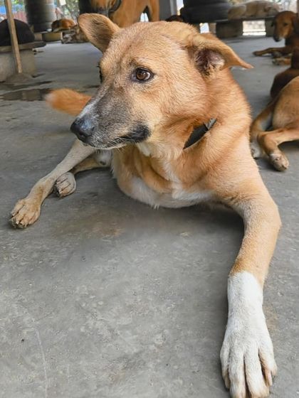 A three-legged resident enjoying a quiet moment. Life at the sanctuary is designed to be stress-free, allowing dogs with special needs to live comfortably and safely.