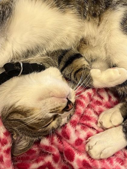 Completely passed out and dreaming sweet dreams. This is what a stress-free catcation looks like.