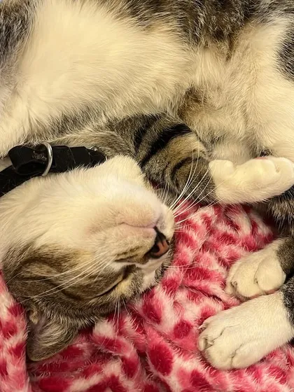 Completely passed out and dreaming sweet dreams. This is what a stress-free catcation looks like.