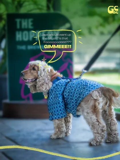 This cocker spaniel seems to be enjoying his time near The Hoppery, our brewery garden. He's probably hoping for a taste of our pet-friendly snacks!