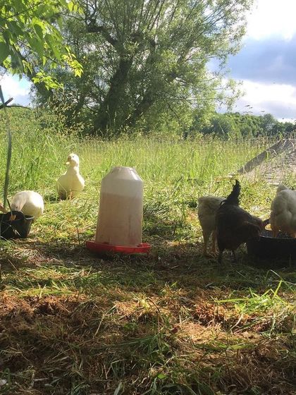 Young chicks and ducklings enjoying the outdoors together. We provide them with fresh water and food in the pasture as they grow.