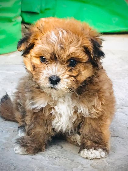 This little ball of fur is a Lhasa Apso puppy. They are known for their beautiful long coats and confident nature, making them great indoor companions.