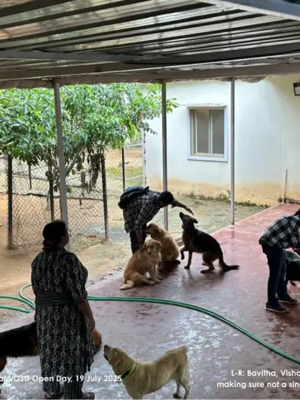 Our visitors making sure not a single dog remains un-petted. Every dog here deserves love and attention, and our guests are happy to provide it.
