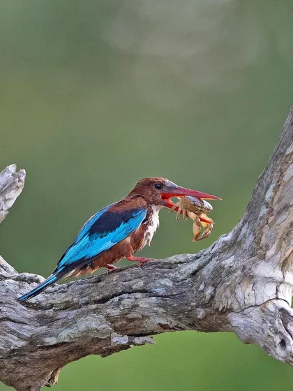 A duplicate of image 47, this shot captures the White-throated Kingfisher's successful crab hunt, showcasing its vibrant blue wings.