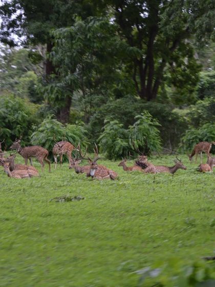 We were lucky to spot a herd of deer during our drive through the Bandipur forest area. Wildlife sightings are a bonus.
