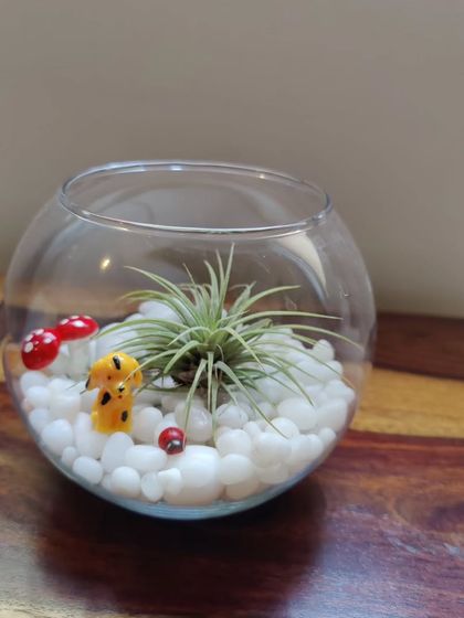 Healing Garden - Terrarium & Miniature Garden Workshops Our Garden & Terrarium Styles photo 8