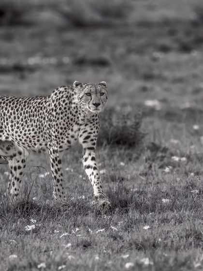 A cheetah on the move is a sight to behold. This monochrome image emphasizes its sleek form and graceful movement as it navigates the savannah, a master of speed and agility.