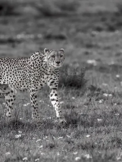 These images further explore the lives of Africa's big cats, from quiet portraits and family interactions to the drama of the hunt. Each one is a piece of the larger narrative we build on safari.