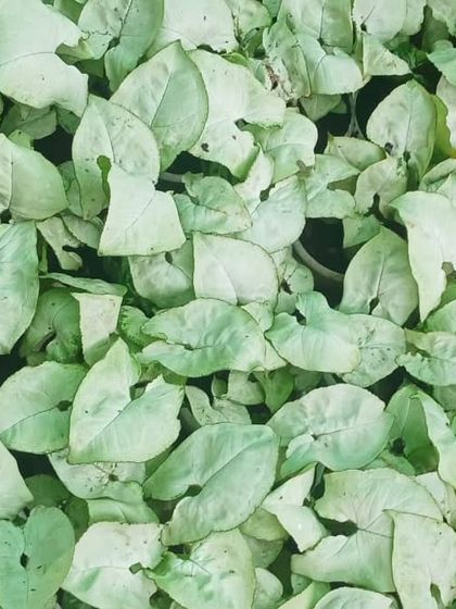 Indoor Plants for Every Space photo 11