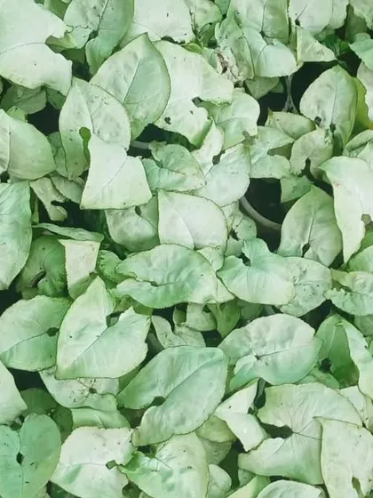 The Syngonium 'White Butterfly' features arrowhead-shaped leaves with a creamy white and green coloration. It is a compact and attractive plant for tabletops and small spaces.