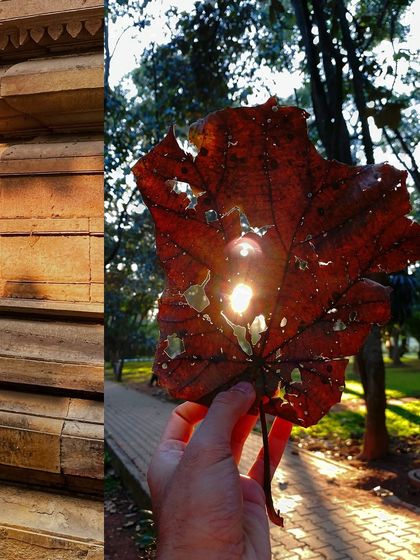 The sun shining through the holes of a decaying autumn leaf, creating a beautiful, natural light filter.