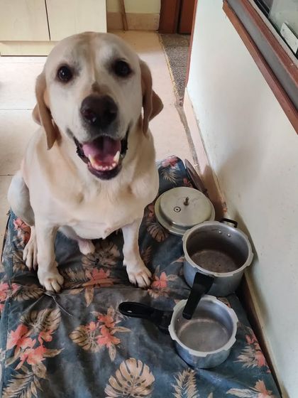 Poulomi Dhar - Dog Owner Coaching Life With My Pack photo 9