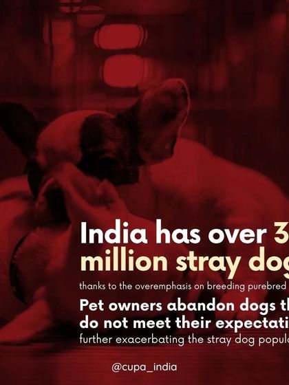 Cupa - Animal Cruelty Legal Aid & Advocacy Exposing Hidden Cruelty photo 5