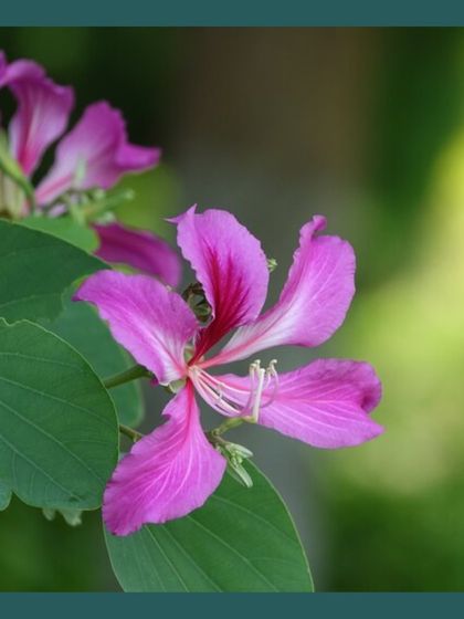 Our Native Plant Showcase photo 8