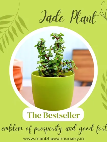 Our bestselling Jade Plant is more than just a beautiful succulent; it's a symbol of prosperity and good fortune. It's an incredibly popular and thoughtful gift for office desks and new beginnings, requiring minimal care to thrive.