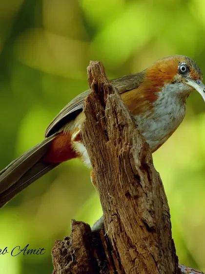 The Rusty-cheeked Scimitar-Babbler is a large, social bird found in the hilly forests. Its long, curved bill is perfectly adapted for probing for insects. They often communicate in beautiful, liquid duets.