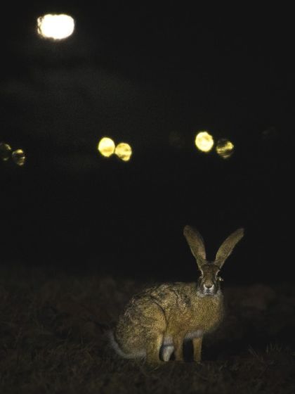 A black-naped hare is illuminated by city lights in the background, a perfect example of urban wildlife photography.