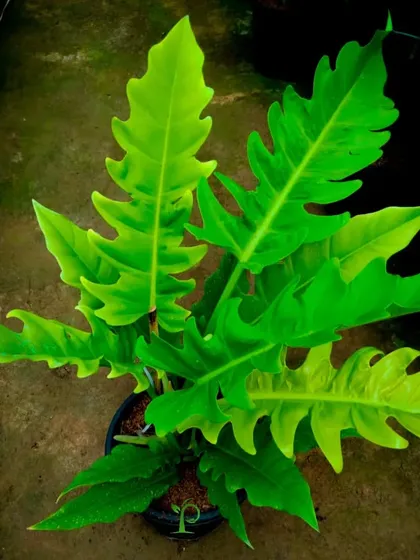 For a truly bold look, I recommend the Philodendron 'Jungle Boogie'. Its long, narrow leaves with serrated edges create a dramatic, jungle-like effect that is sure to be a conversation starter.