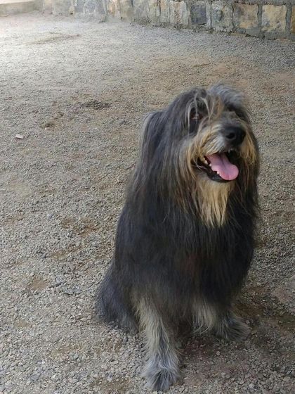 Petboro - Dog Boarding & Daycare Portraits of Our Happy Guests photo 10