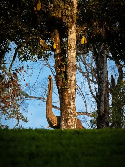 An elephant's trunk reaches for a high jackfruit in Valparai. This image is about striving and the struggle for survival, framed in a way that feels both artistic and narrative.