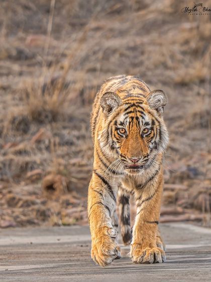A tiger cub walks directly towards the lens. A vertical composition and sharp focus on the eyes make this a captivating and classic wildlife shot.