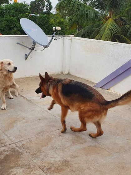 The Urban Dawg - Dog Training & Behavior Modification The Art of Socialization: Learning in a Pack photo 9