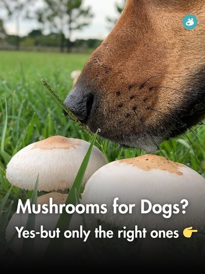 The Pack - Pet Parent Education & Workshops The Healthy Bowl: Canine Nutrition & Recipes photo 17