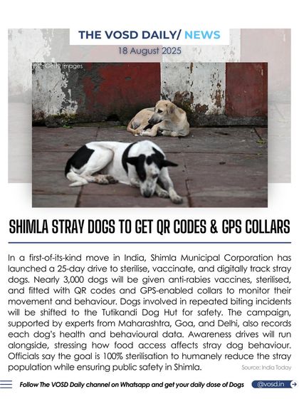 In a first-of-its-kind move in India, Shimla is giving its stray dogs QR codes and GPS-enabled collars. This 25-day drive aims to sterilize, vaccinate, and digitally track nearly 3,000 dogs for better management.
