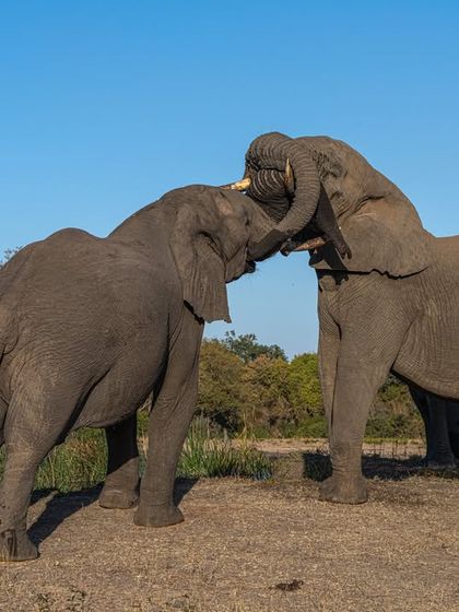 A dramatic encounter between two African bull elephants, a natural test of strength. I captured this from a low level with my Sony A7R V and a 70-200mm lens to emphasize their power and elevated posture.