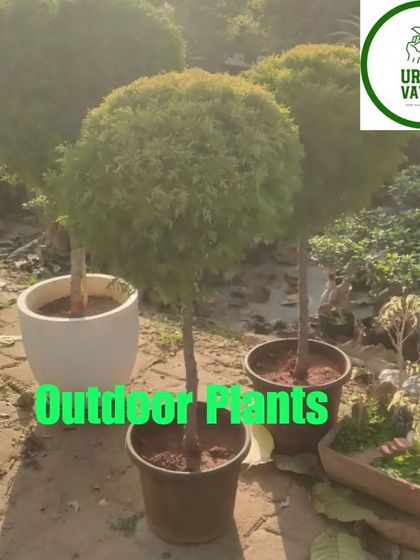 A ball-shaped topiary, perfect for adding a formal touch.