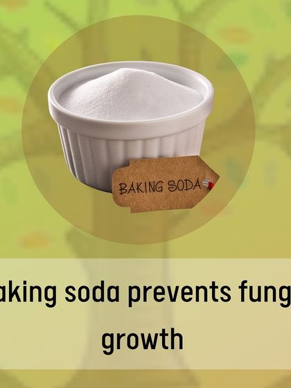 Baking soda is a simple and effective remedy for preventing fungal growth like mold and mildew on plants. A simple spray made with baking soda and oil can be applied to affected areas on plants like tomatoes and cucumbers.